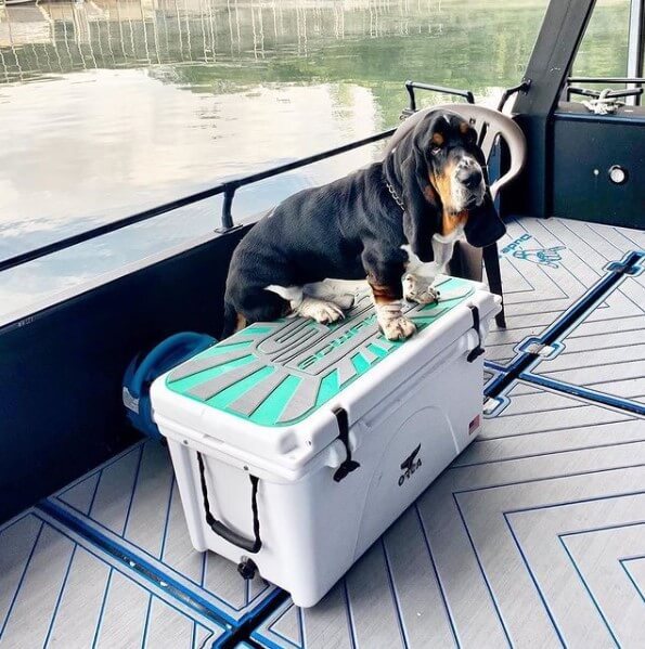 A basset Hound sitting on a SeaDek cooler pad